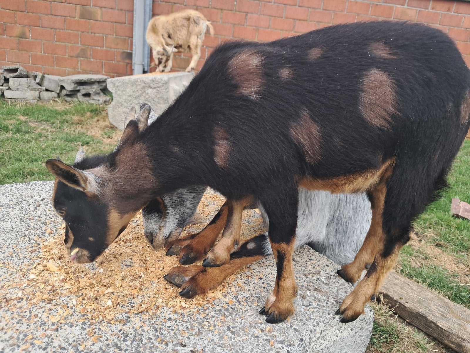 Maanvlek dwerggeit mieke, Femelle, Chèvre, 0 à 2 ans