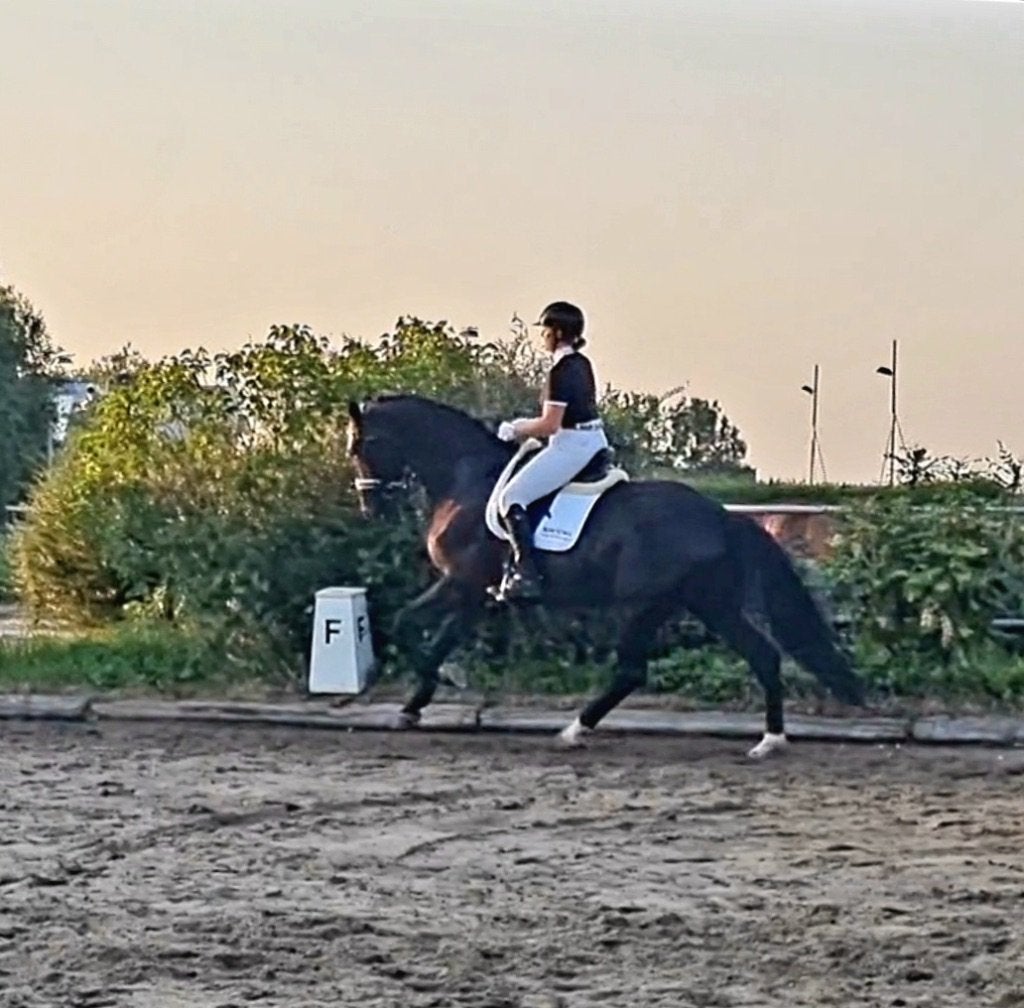 Gave dressuurruin met verhaal, Cheval de dressage, 175 cm ou plus, Z, 7 à 10 ans
