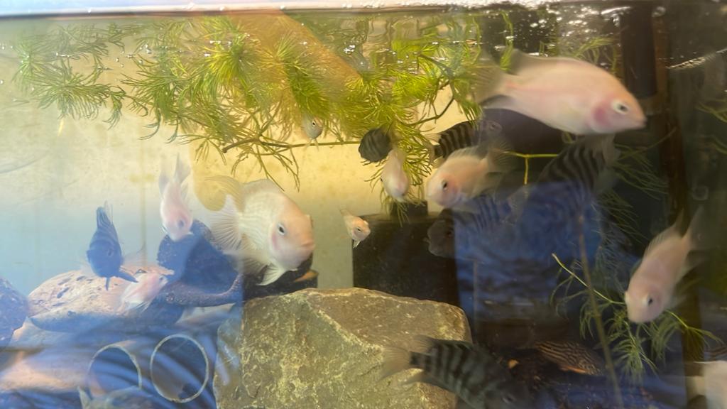 20 convict cichlieden / Amatitlania nigrofasciata, Dieren en Toebehoren, Vissen | Aquariumvissen, Vis, Zoetwatervis, Schoolvis