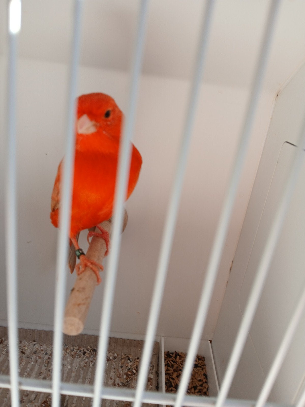 Rood  Isabel  man 2026, Dieren en Toebehoren