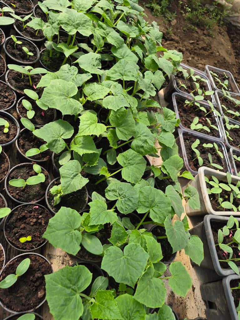 PLANTS DE LEGUMES, Ophalen