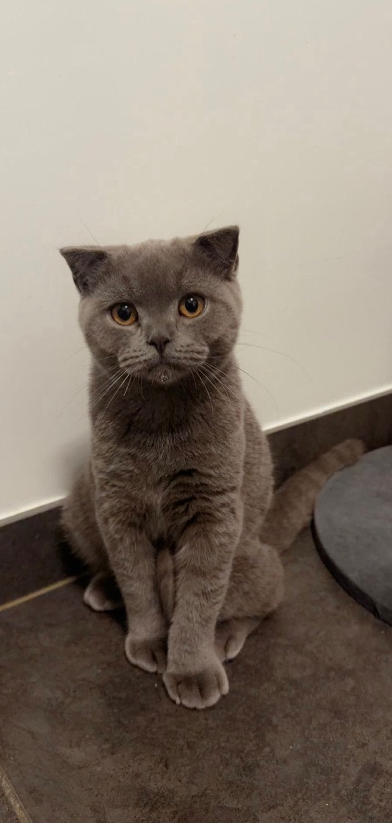 British shorthair, Chat, Vacciné, 0 à 2 ans