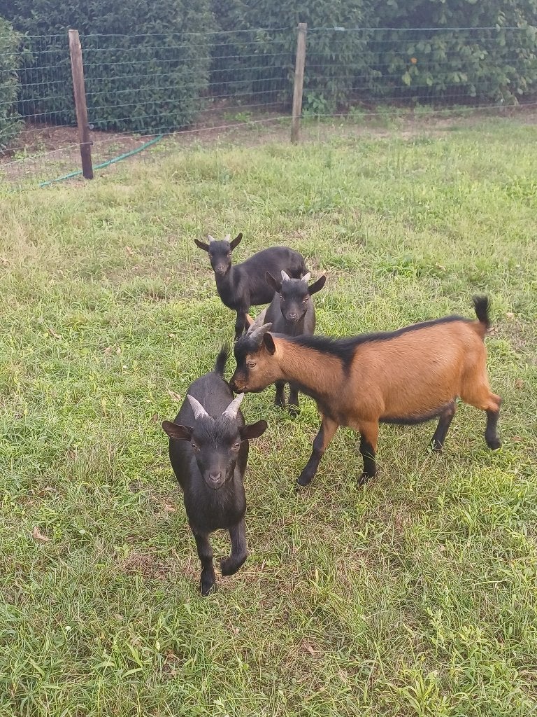 Dwerggeiten, Dieren en Toebehoren, April, Mannelijk