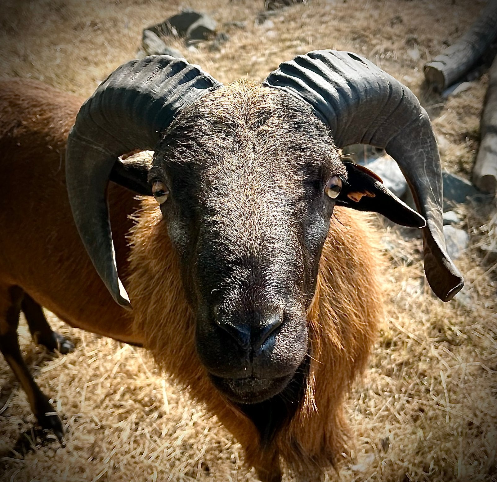 Volwassen Kameroen ram, Dieren en Toebehoren, Mannelijk, Schaap, 0 tot 2 jaar