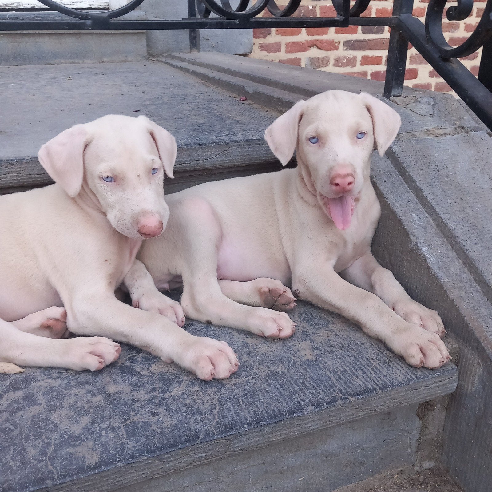 Chiots Doberman blancs à vendre, Animaux & Accessoires, Chiens | Bouledogues, Pinschers & Molossoïdes, Hépatite contagieuse (maladie de Rubarth)