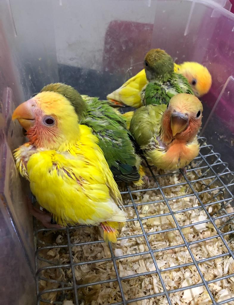Agaporniden die zelfstandig eten en handtam worden, Dieren en Toebehoren, Vogels | Parkieten en Papegaaien, Dwergpapegaai of Agapornis