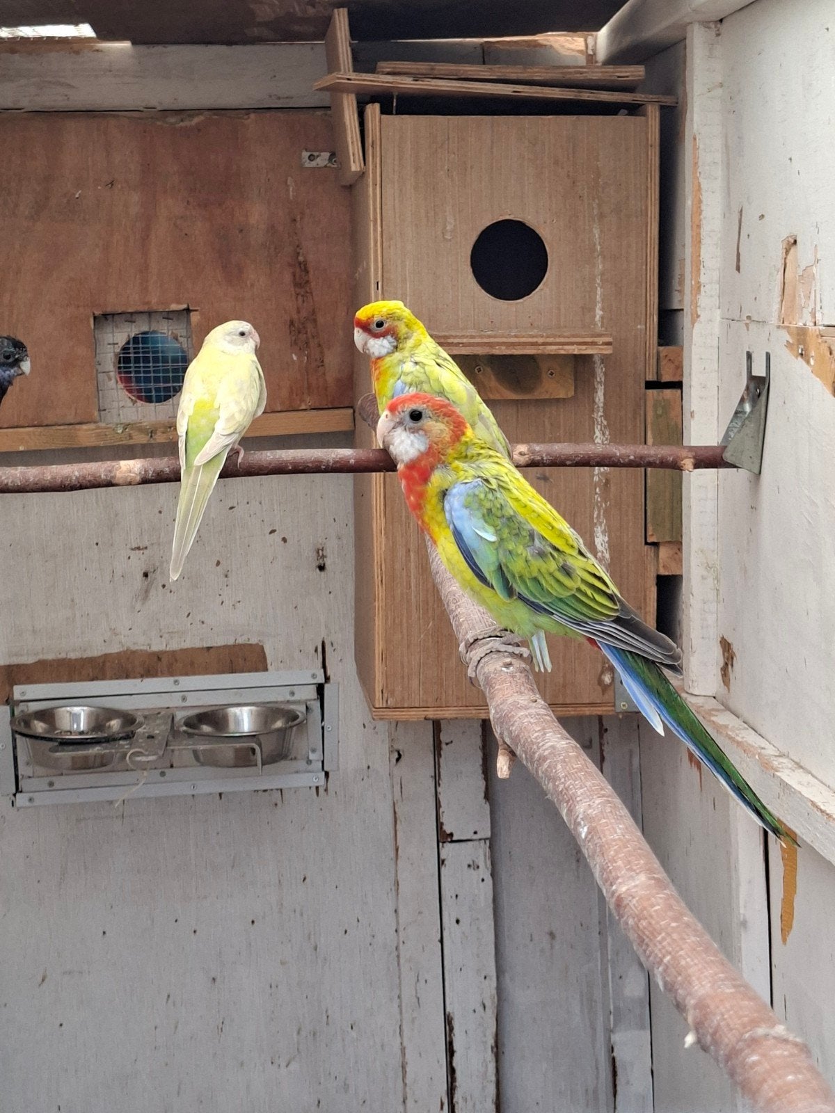 rosella pop