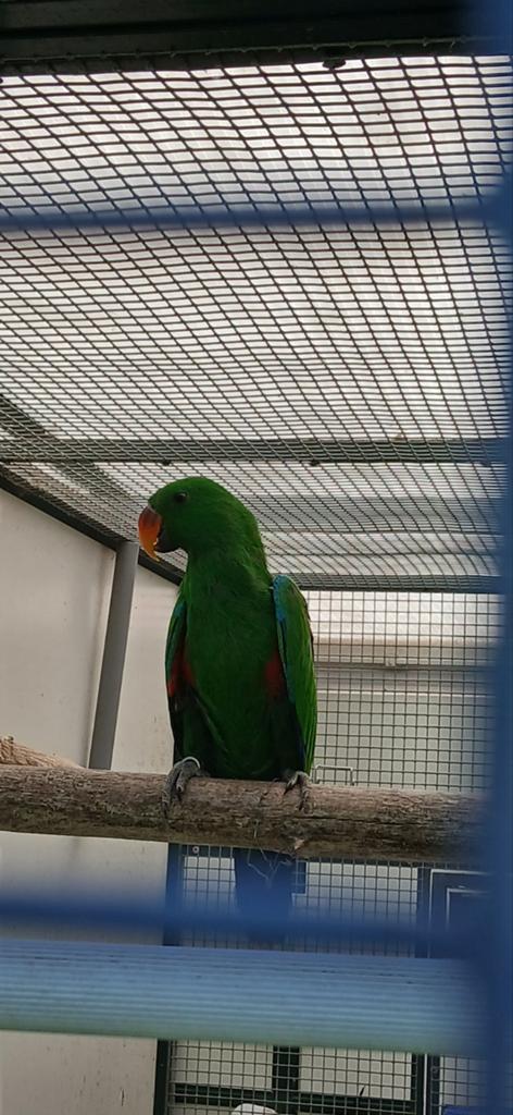 Mannelijke NG edelpapegaai, Dieren en Toebehoren, Geringd