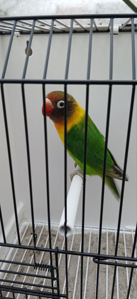 Personata