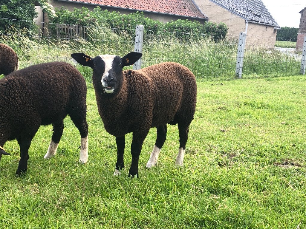 Zwartbles schapen, Mannelijk, Schaap, 0 tot 2 jaar