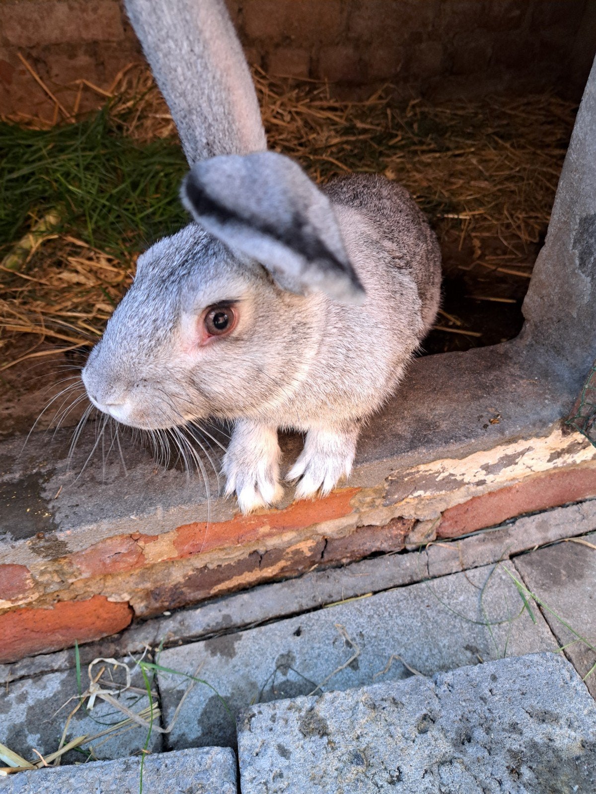 Konijn rammelaar, Dieren en Toebehoren