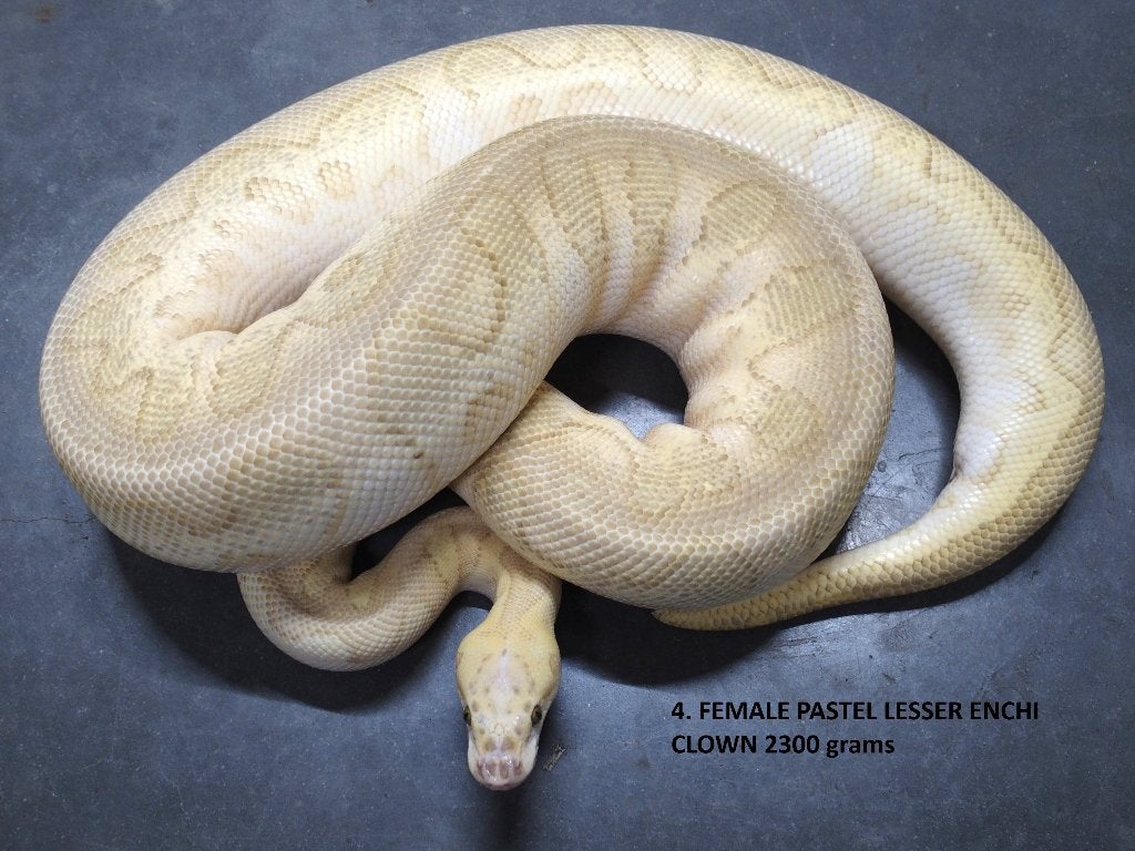 Koningspython halfwas en volwassen kweekdieren deel 1 Ball Python photo 4