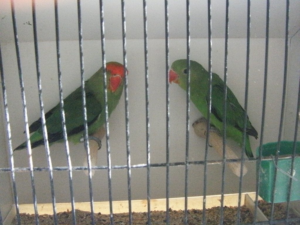 Taranta, Meerdere dieren, Dwergpapegaai of Agapornis, Geringd
