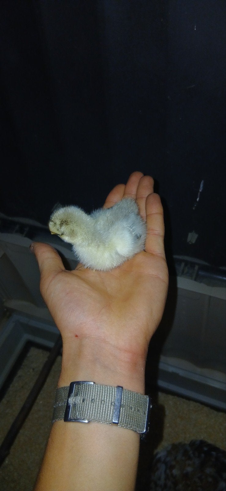 cochin kriel kuikens, Dieren en Toebehoren, Geslacht onbekend, Kip
