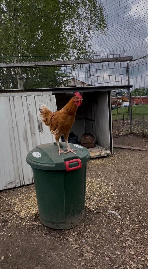 Kraaiende haan 3 maand oud, Dieren en Toebehoren, Pluimvee, Mannelijk, Kip