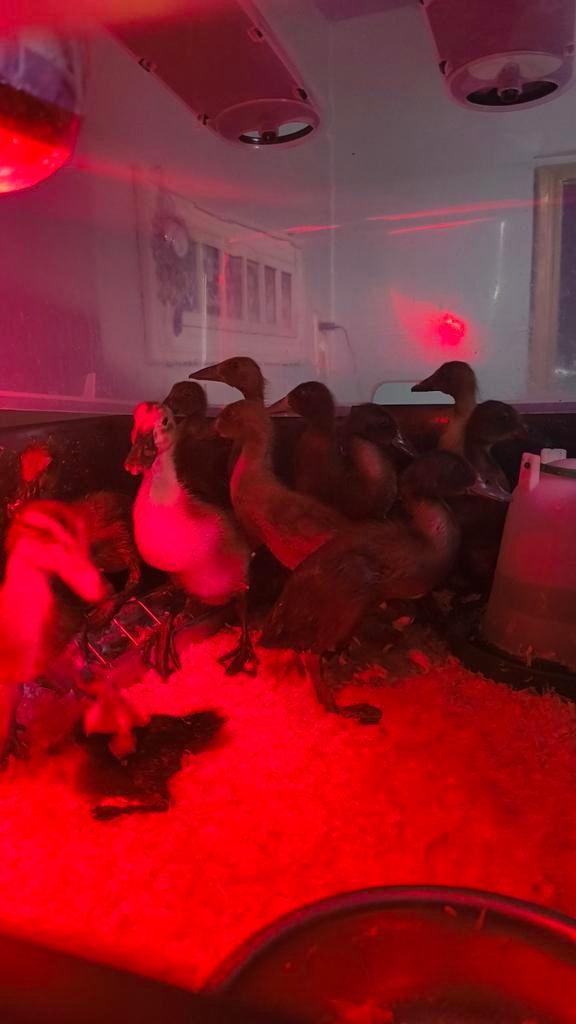 Poussins de canard qui courent (noirs, chocolatés, bleus, mi, Plusieurs animaux, Canard