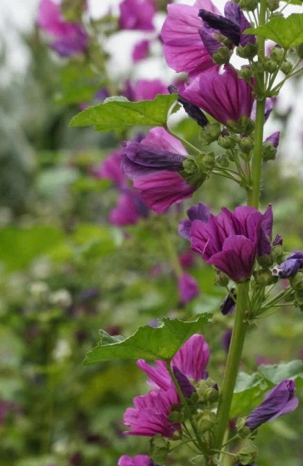 Zaden Groot Kaasjeskruid - Malva Sylvestris, Tuin en Terras, Ophalen of Verzenden, Volle zon