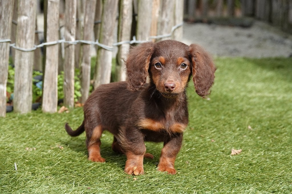 Chiot teckel nain à poil long, avec un pedigree (Choco&tan), Animaux & Accessoires, 15 semaines à 1 an, Chien (mâle), Maladie de Carré (chiens)