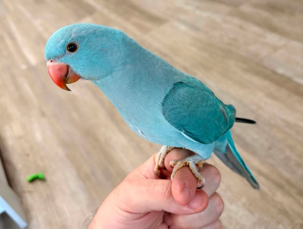 Handtamme halsbandparkiet, Dieren en Toebehoren, Vrouwelijk, Parkiet, Geringd