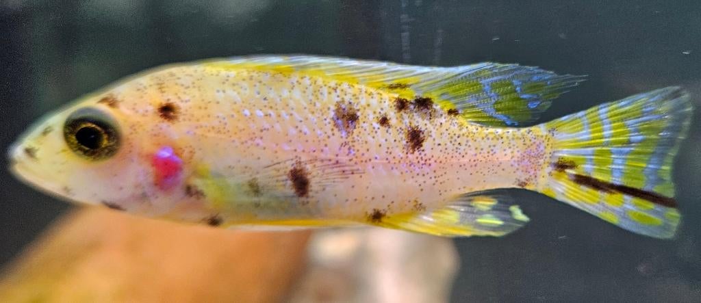 Cichlidés Aulonocara Yellow Berry Malawi, Poisson, Poisson d'eau douce