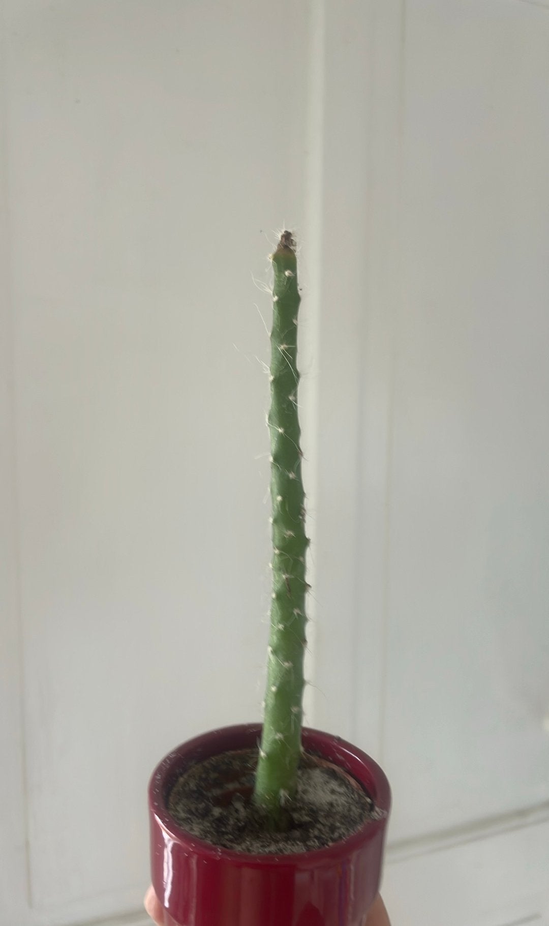 Cactus - Opuntia Subulata - Eve's needle, Ophalen of Verzenden, Cactus