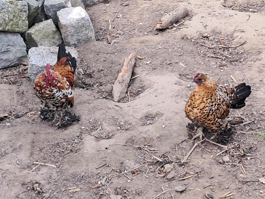 Haan en hen sabelpootkriel, Dieren en Toebehoren, Pluimvee, Meerdere dieren, Kip
