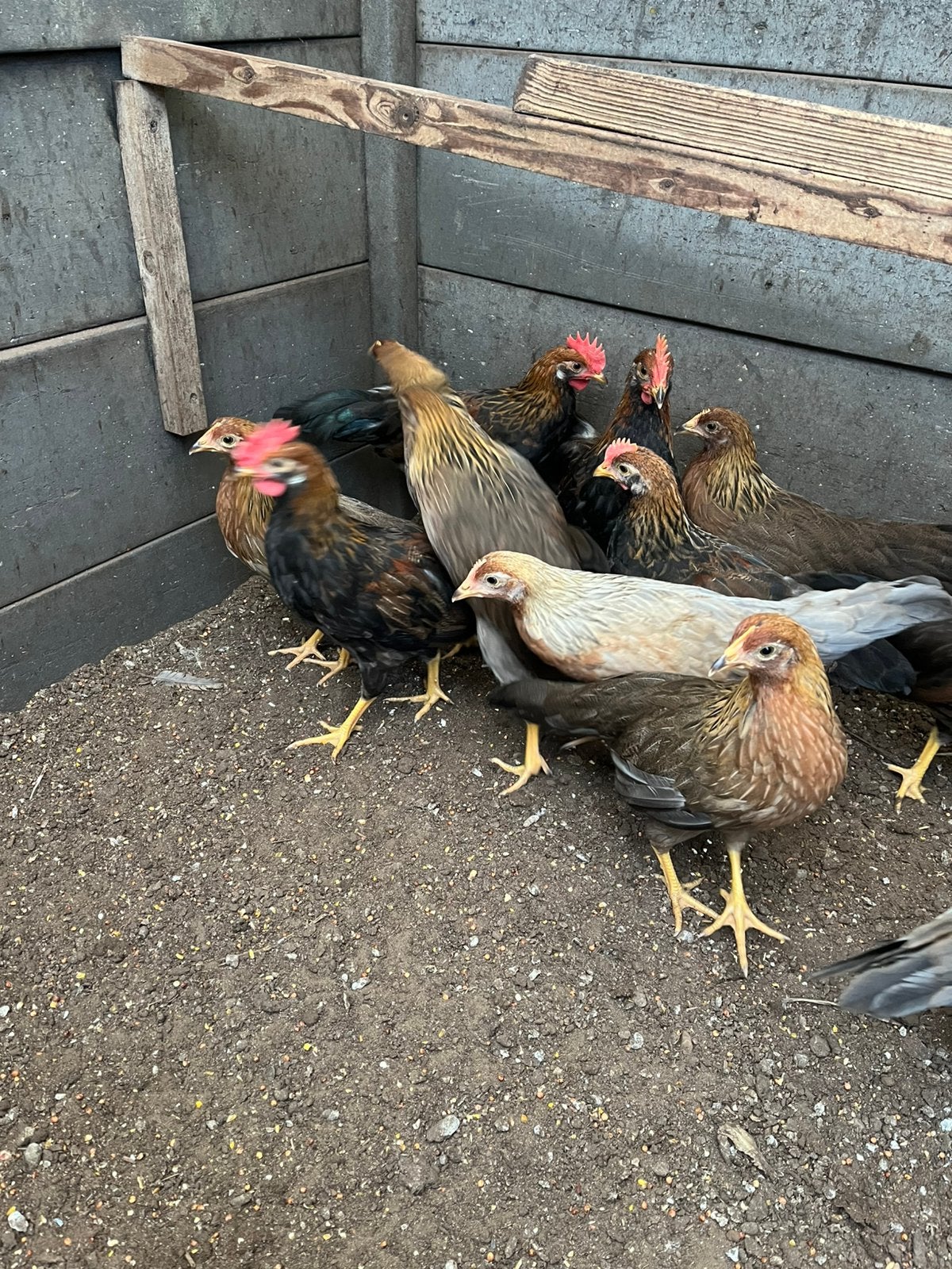 Leghorn goudpatrijs hanen