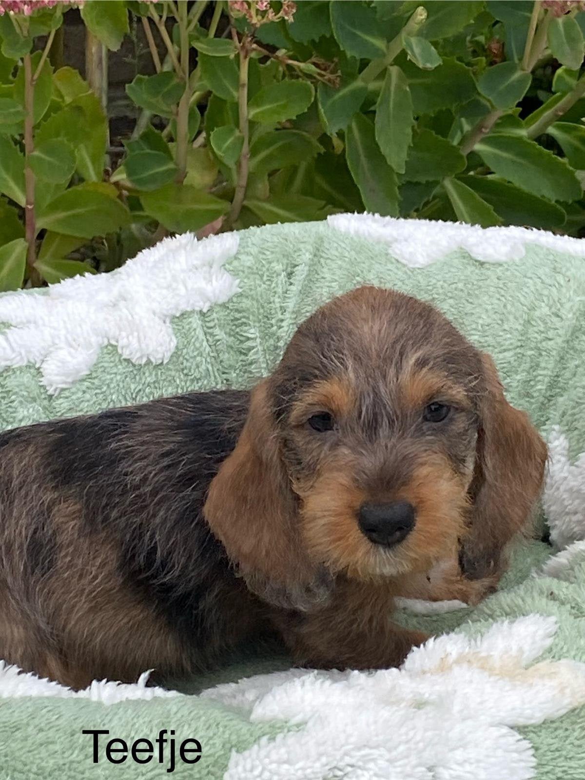 Chiots teckels nain à poil dur, Animaux & Accessoires, Poils durs, Plusieurs, Nain, Belgique