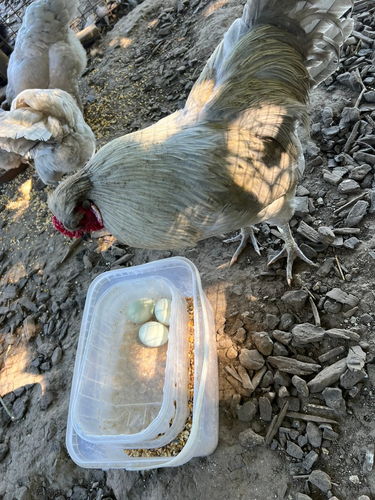 Broedeieren britse araucana lavendel, Poule ou poulet