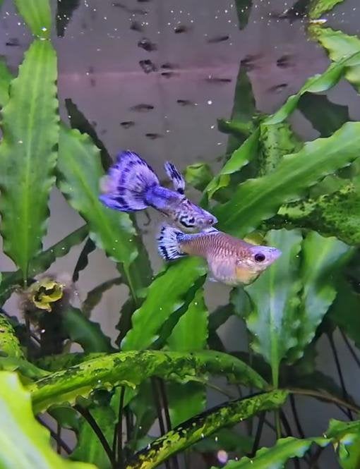 Blue koi guppy, Dieren en Toebehoren, Vis, Zoetwatervis, Schoolvis