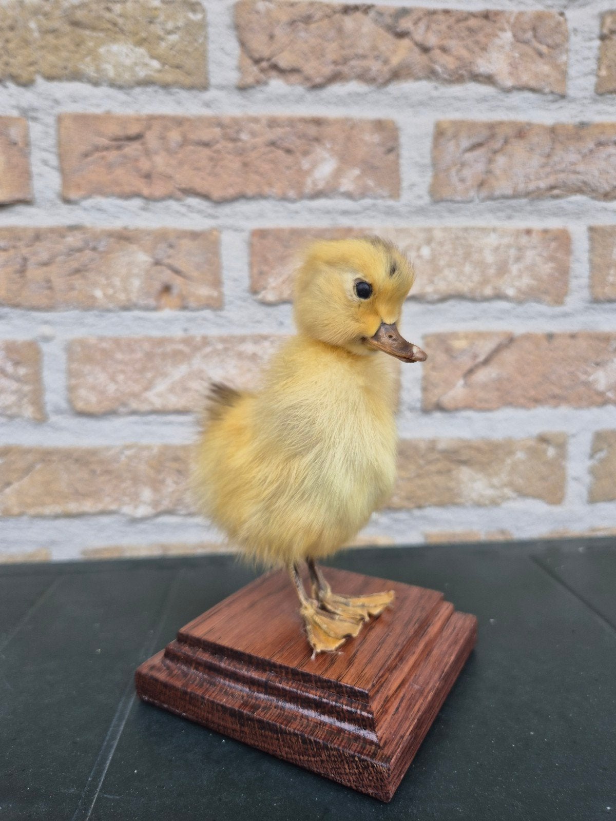 Taxidermie  opgezet eendekuiken, eend., Envoi