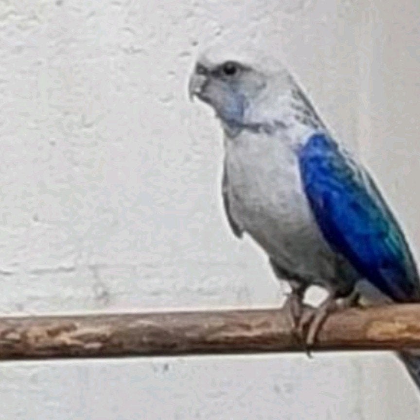 Rosella koppel
