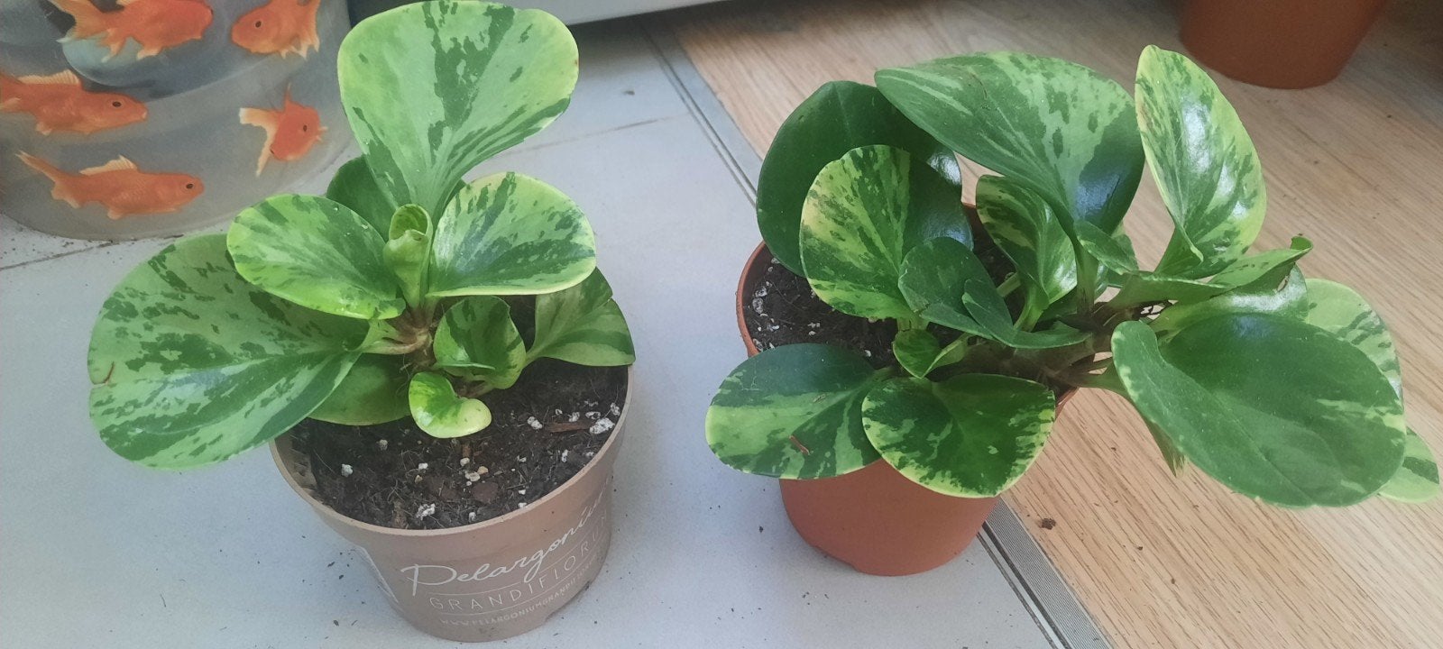 plante peperomania obtusifolia marble, Huis en Inrichting, Ophalen, Overige soorten, Halfschaduw, Minder dan 100 cm