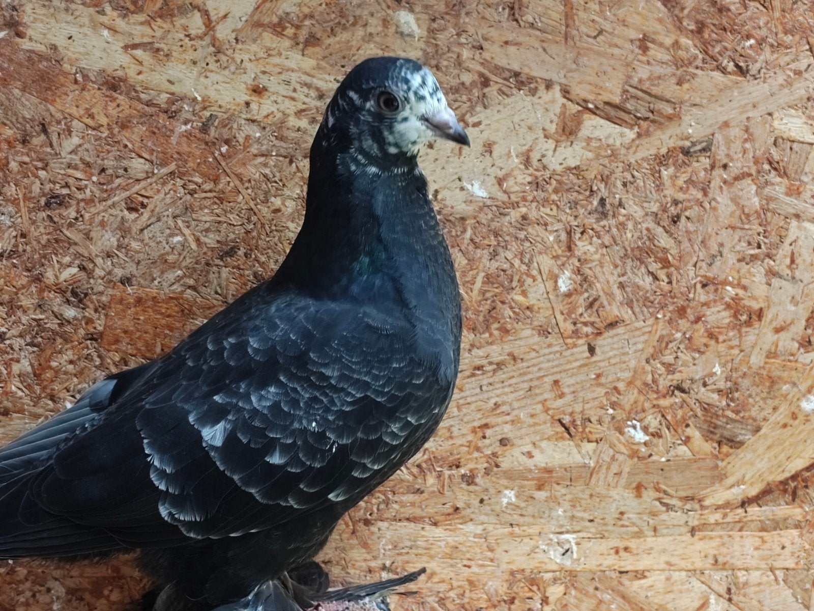 Sierduiven, Dieren en Toebehoren