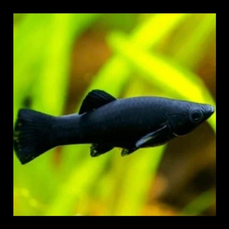 Black molly´s te koop wegens overbevolking, Dieren en Toebehoren, Vissen | Aquariumvissen