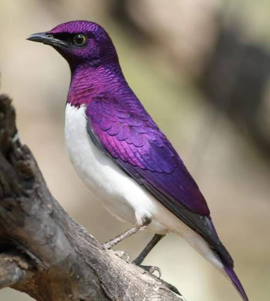 Je suis à la recherche des œuf des oiseaux Canaries, etc, Télécoms, Téléphonie mobile | Samsung, Enlèvement