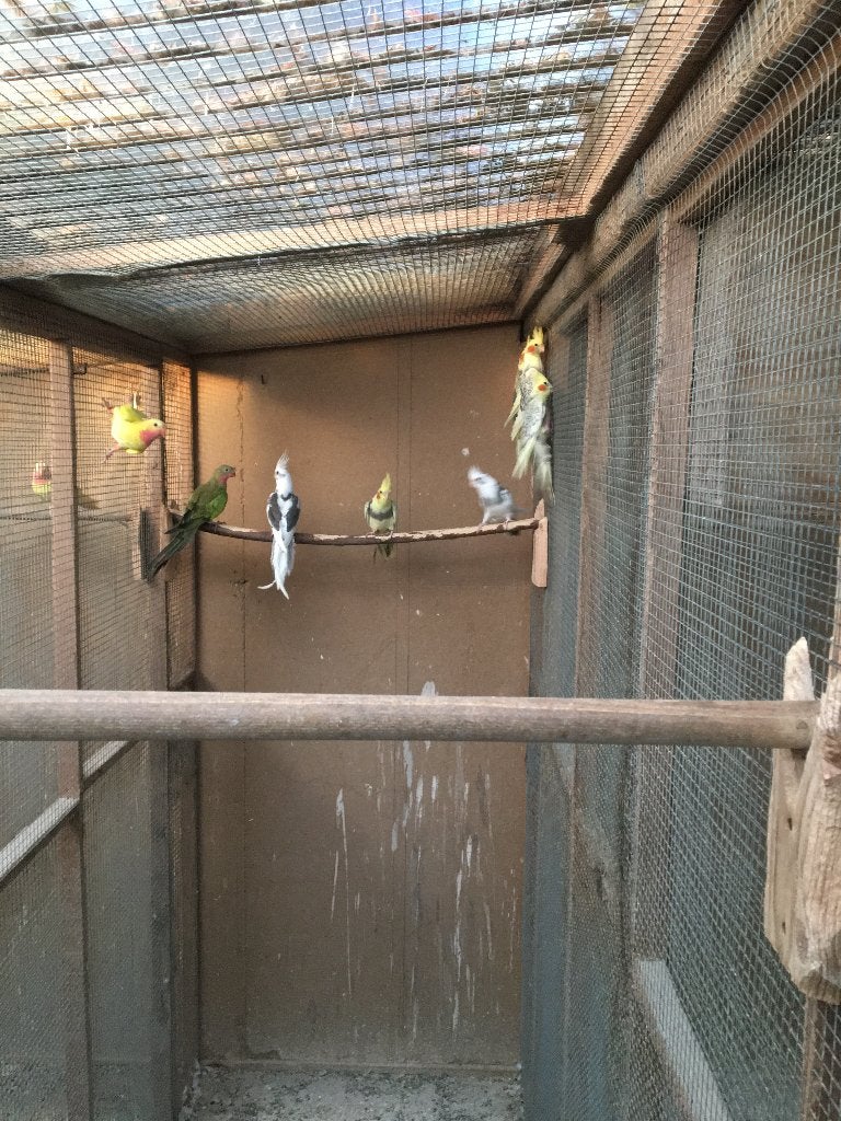 valkparkieten, Dieren en Toebehoren