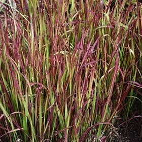 Imperata Red Baron, Ophalen