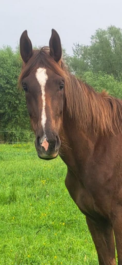 Interessant geprijsd! 3j dressuurmerrie, Dieren en Toebehoren, Merrie, Met stamboom, Dressuurpaard, Onbeleerd