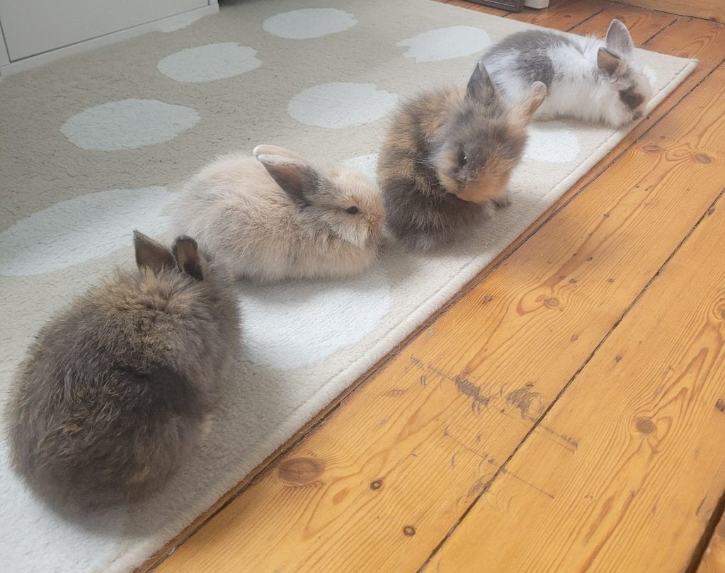 Lapereaux, Femelle, Petit, 0 à 2 ans