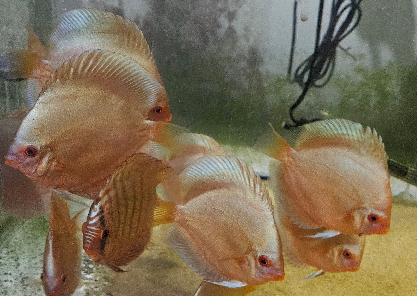 jeunes discus blue diamond, Poisson d'eau douce