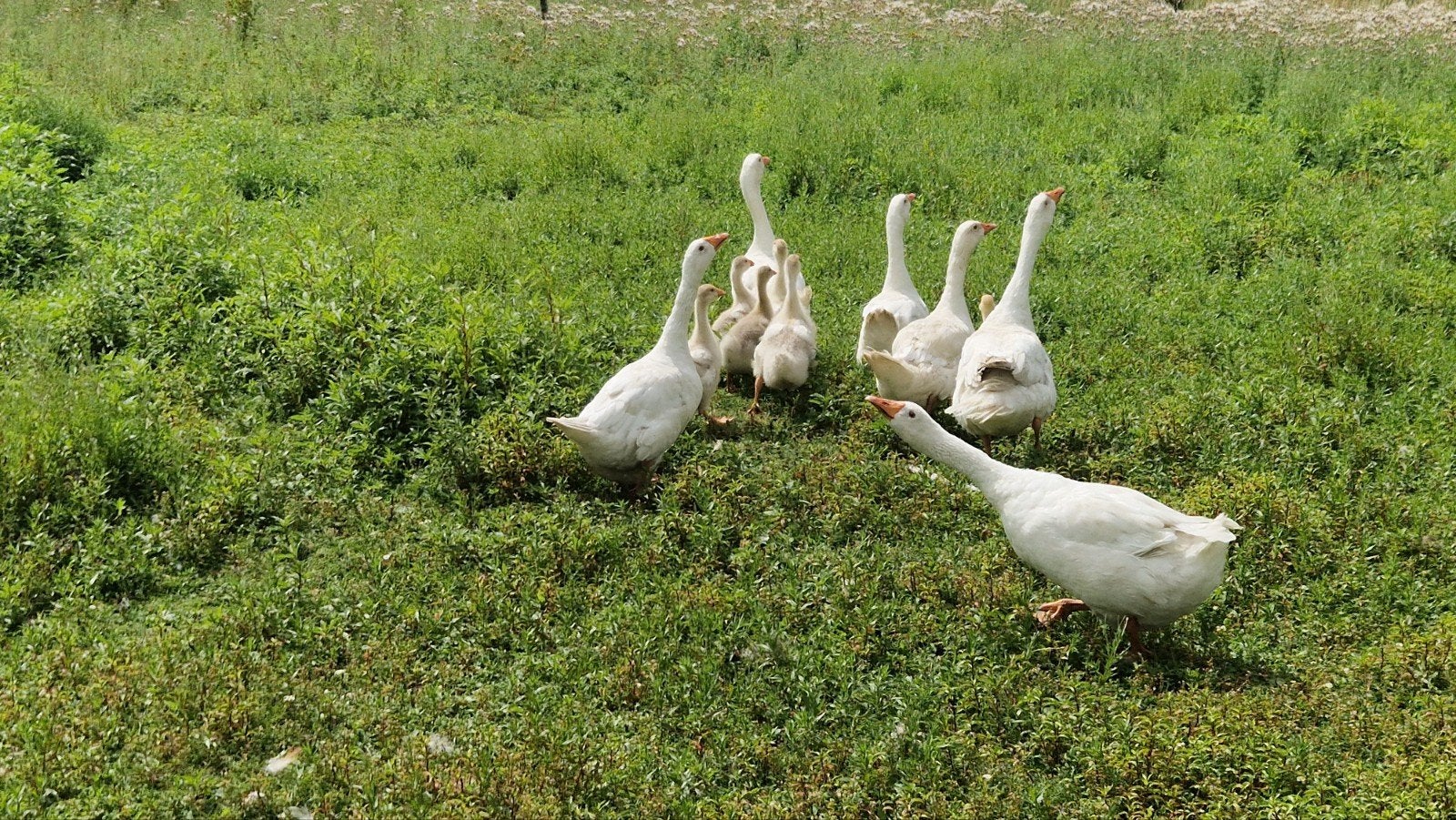 Ganzen kuikens te koop, Animaux & Accessoires, Volatiles, Plusieurs animaux, Oie ou Cygne