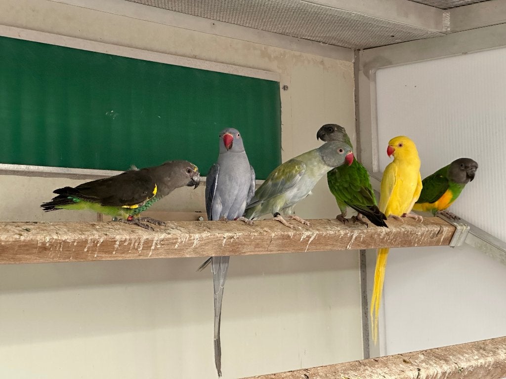Meyer papegaai man, Animaux & Accessoires, Oiseaux | Perruches & Perroquets, Mâle, Perroquet