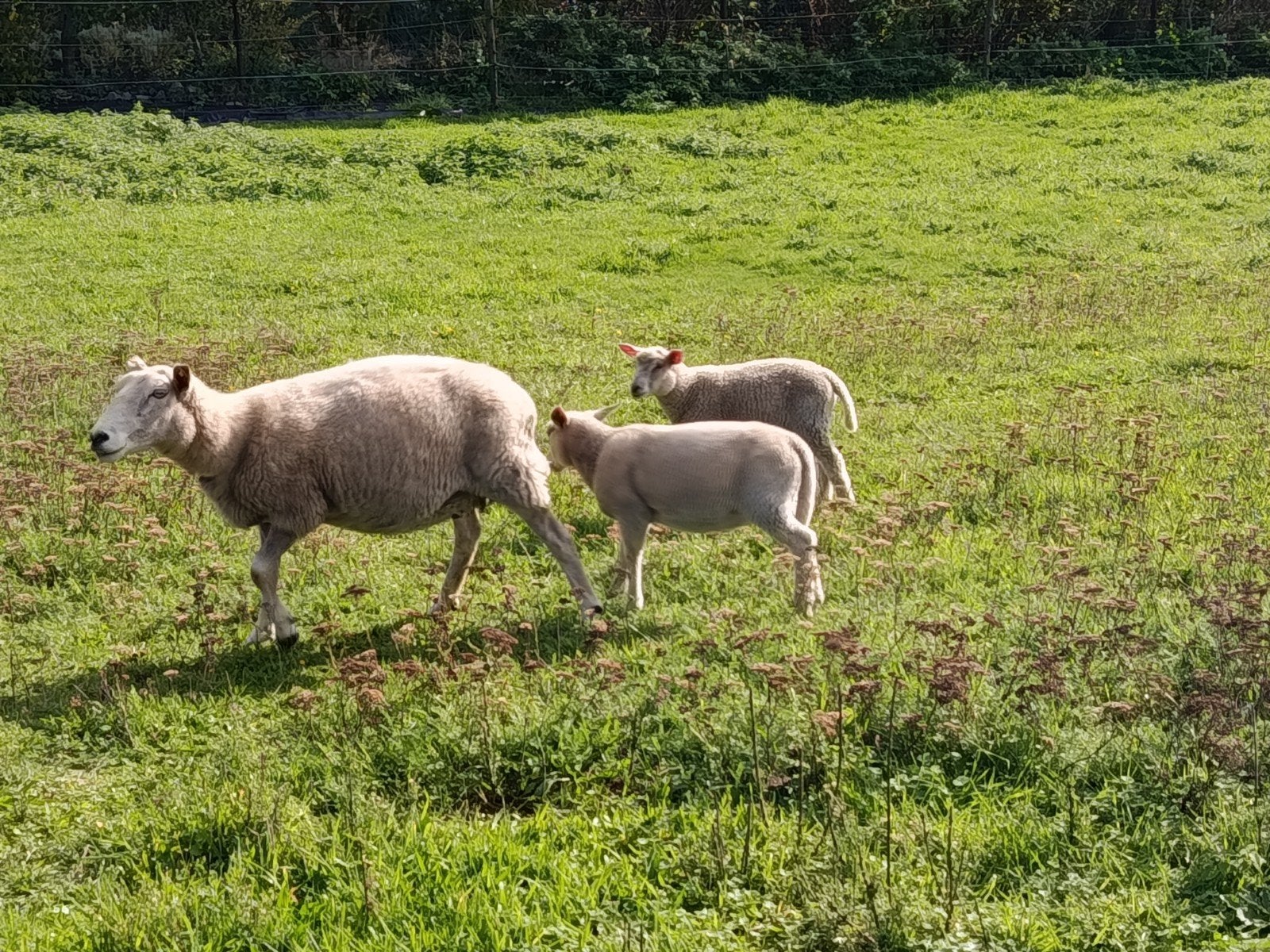 ooi met tweeling, Animaux & Accessoires