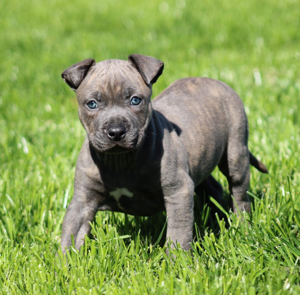 Amerikaanse Stafford pups, Dieren en Toebehoren, Parvo, België, 8 tot 15 weken, American Staffordshire Terriër