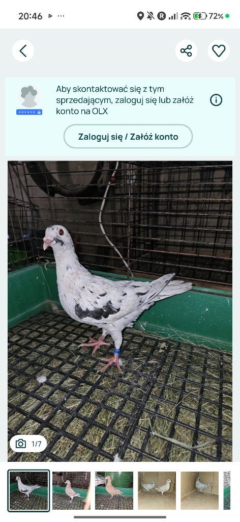 Duif, Dieren en Toebehoren