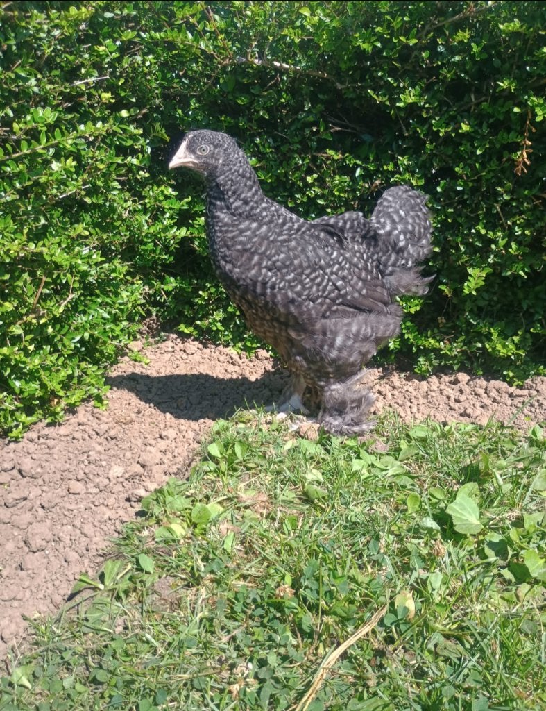 Mechelse koekoek hen/ hennen/ hennentje te koop, Femelle, Poule ou poulet