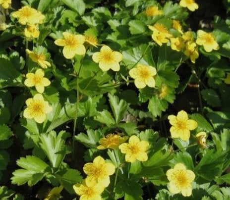 goudaarbei plantjes./waldsteinia Ternata, Ophalen, Bodembedekkers, Vaste plant, Halfschaduw