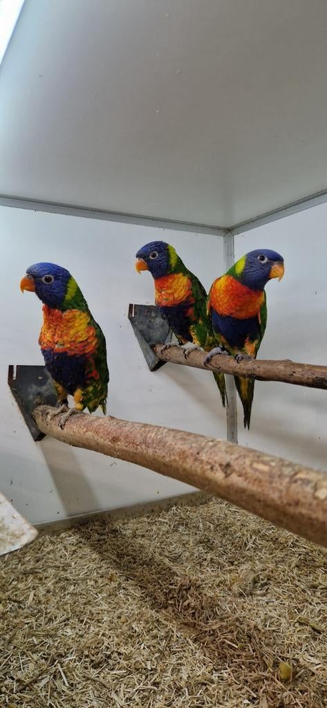 3 mooie jongen loris van de blauwe bergen., Mâle, Perruche, Bagué