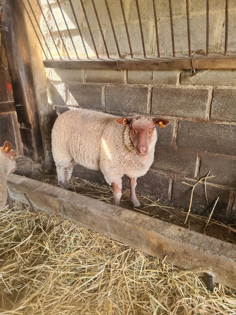 Bok Rouge de l'ouest, Mâle, Mouton, 0 à 2 ans